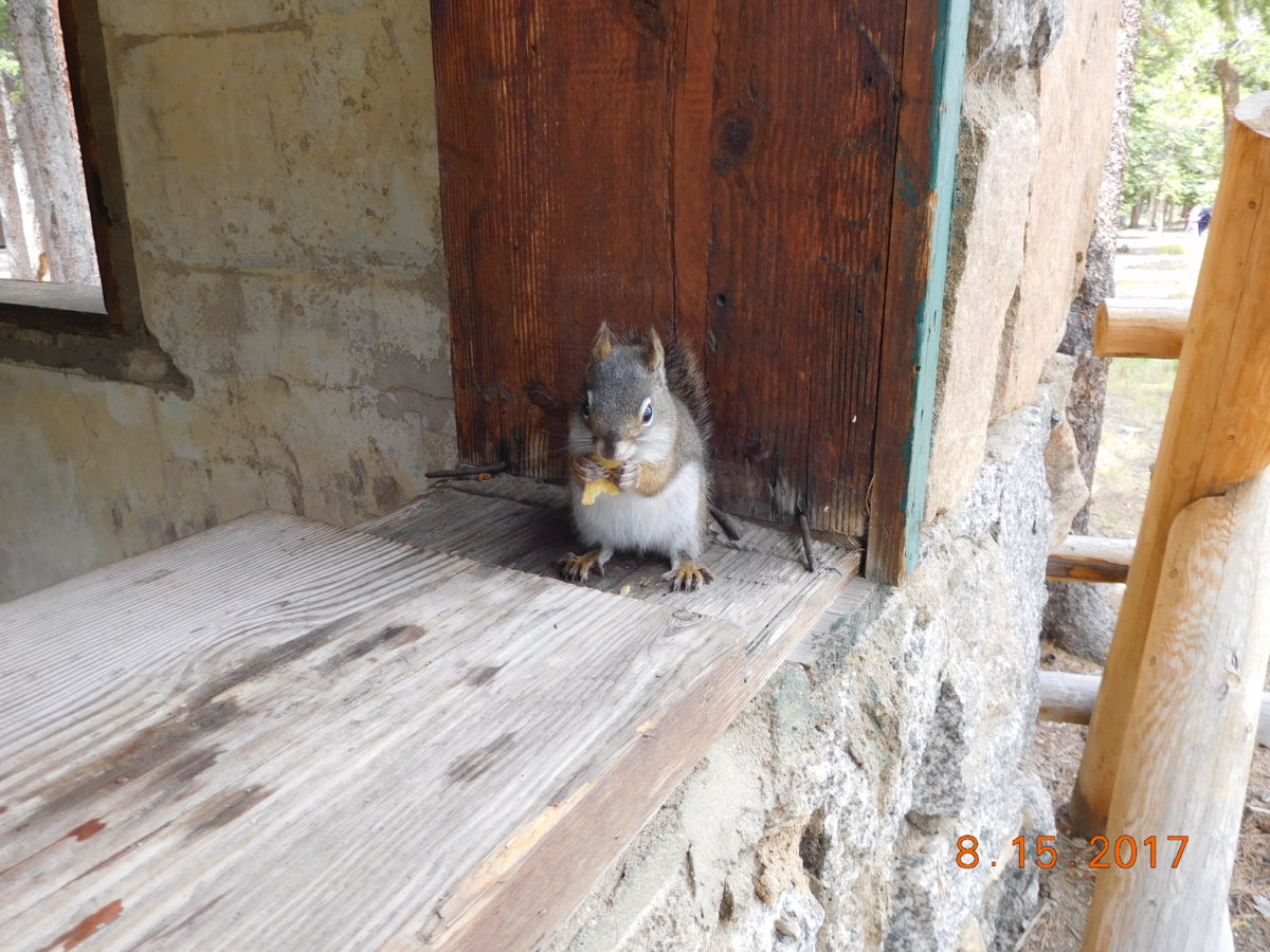 OKfineIfed the wildlife, 08-15-17.JPG