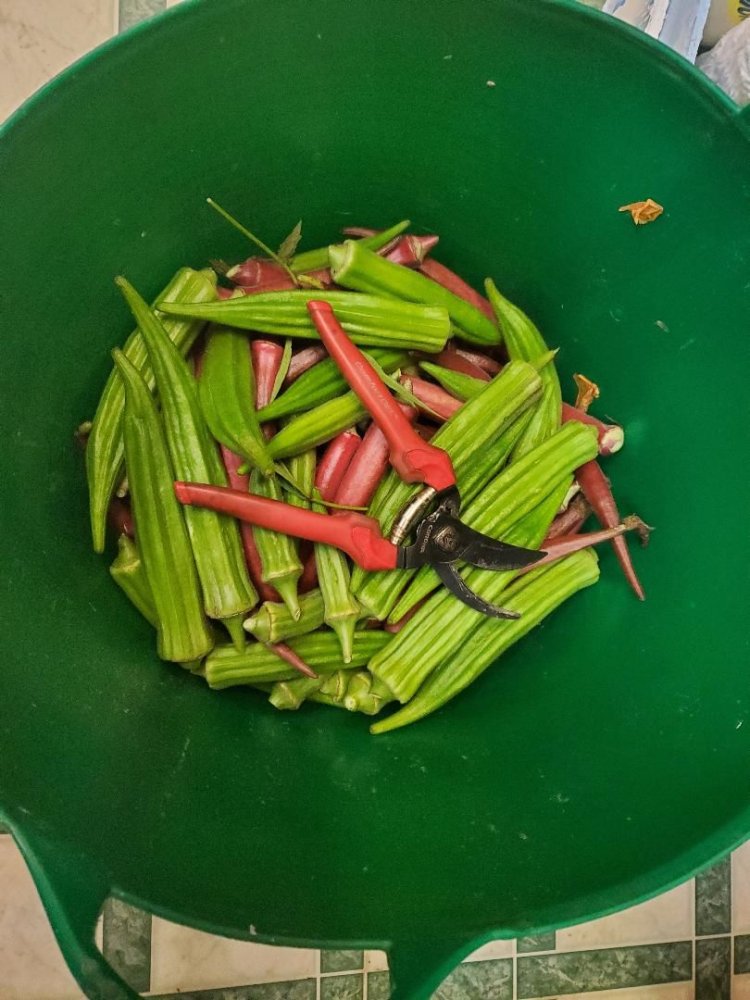 Okra, 10-11-21.jpg