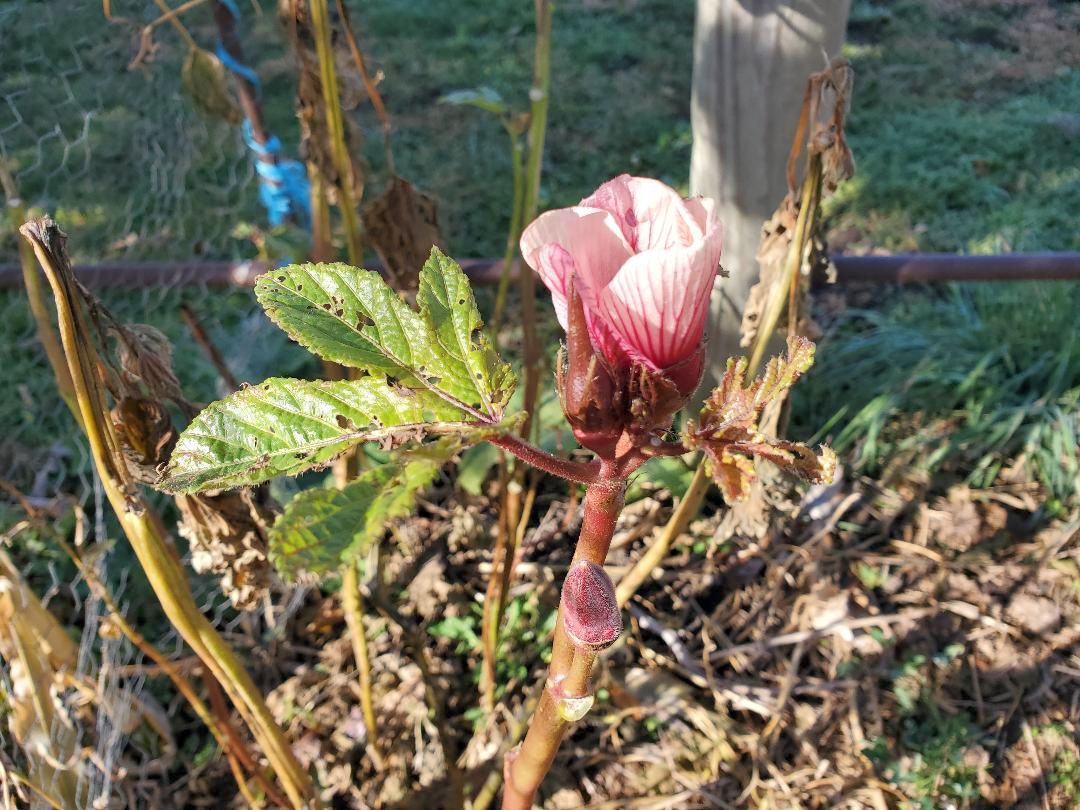 Okra, 10-29-22.jpg