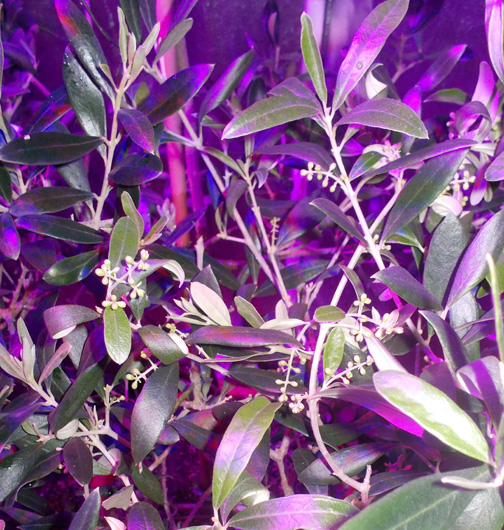 olive buds.jpg