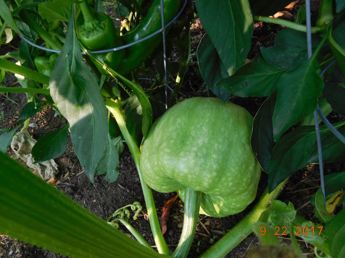 One of about a dozen little pumpkins, 09-22-17.JPG