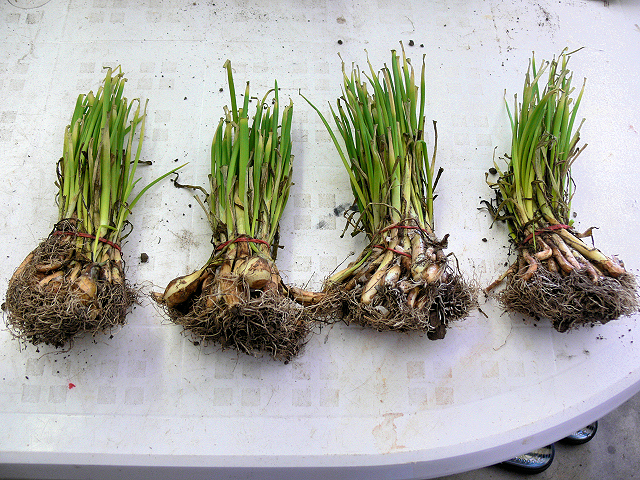 Onion_Sets.jpg