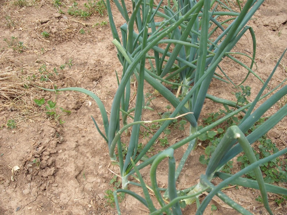 Onions.JPG