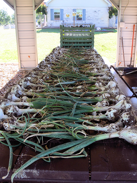 Onions1_042317.jpg