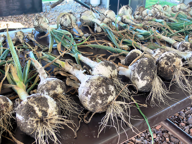 Onions2_042317.jpg