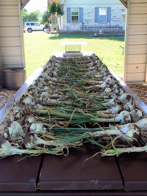 Onions3_042317.jpg