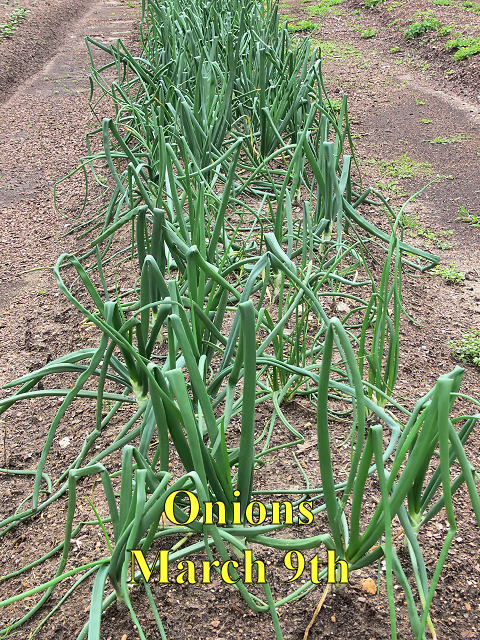 Onions_030917.jpg