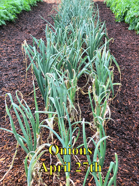 Onions_042718.jpg
