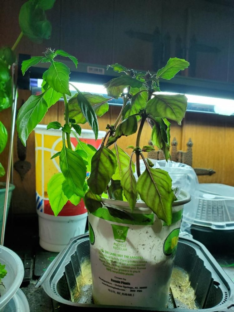 Opal basil, 03-31-2020.jpg