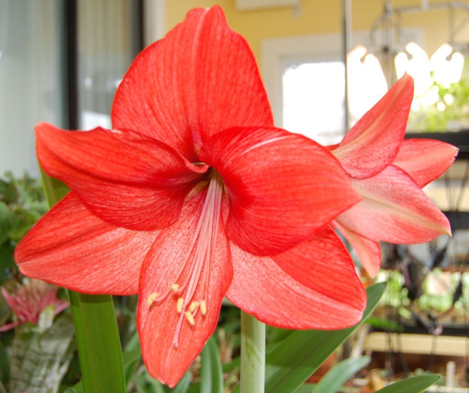 orange amaryilis.jpg