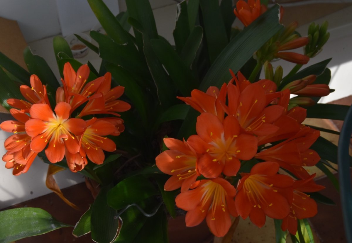 orange clivia teg.jpg