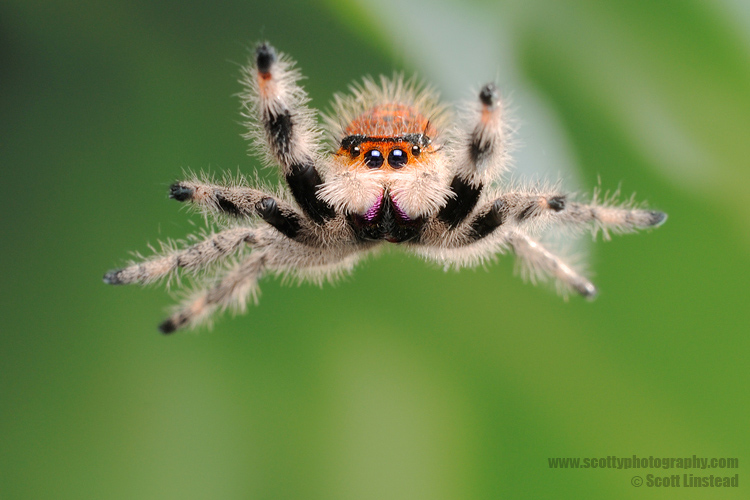 Orange regal jumping spider-mid jump.jpg
