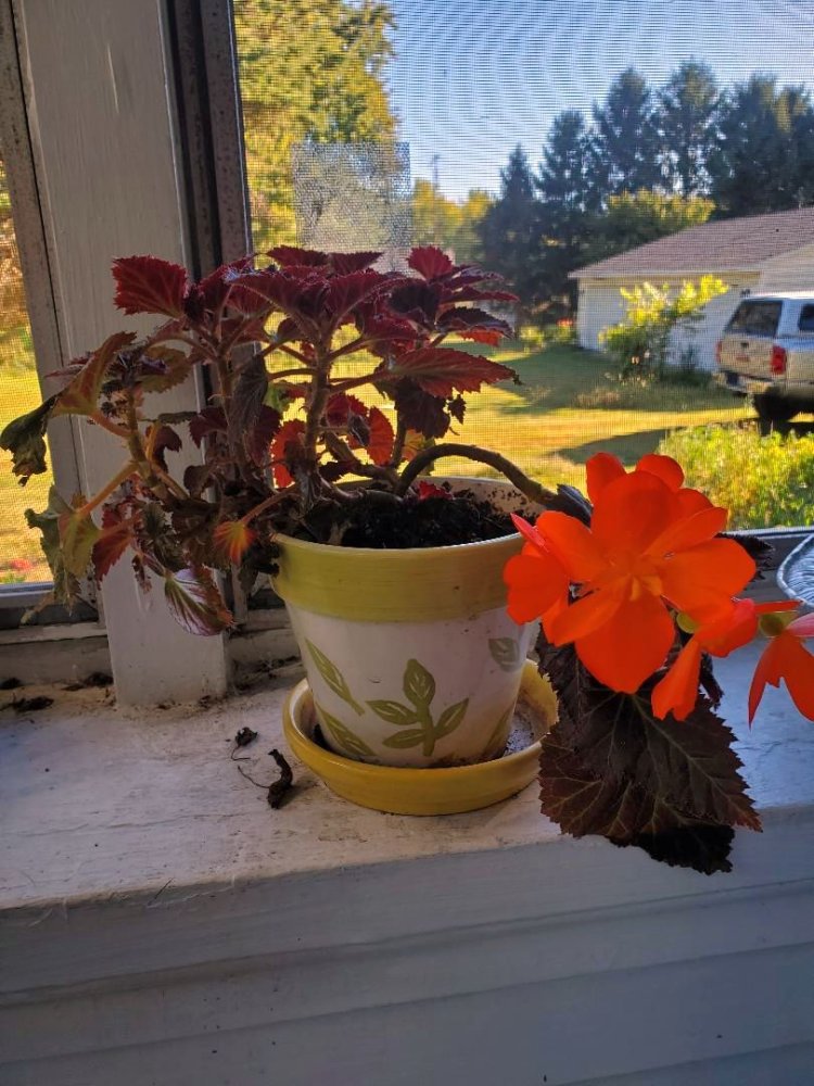 Orange Tuberous Begonia, 10-03-22.jpg