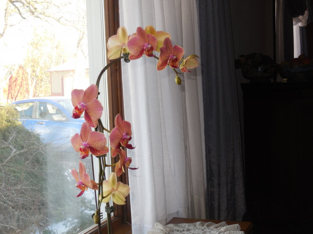 Orchid - Alex.JPG