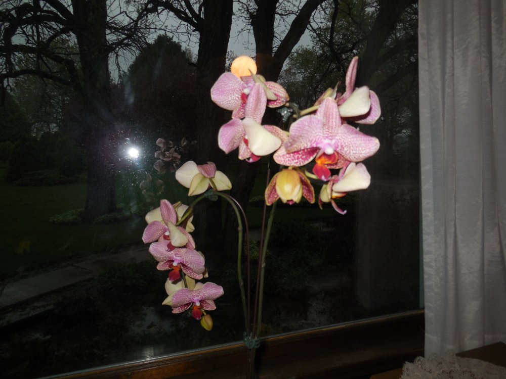 Orchid - Alex2.JPG