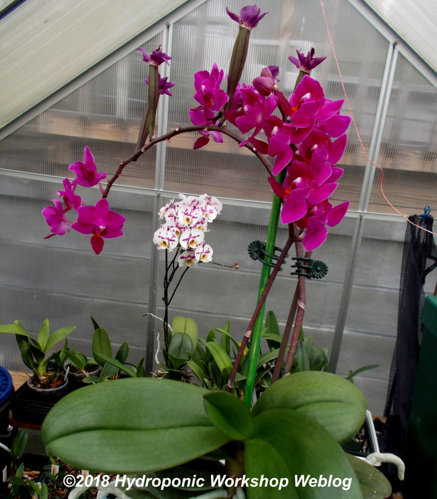 orchid cross.jpg