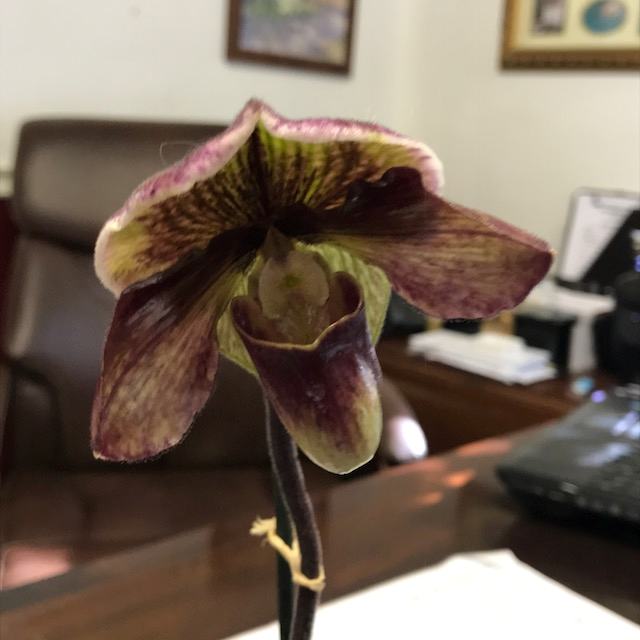 orchid.png