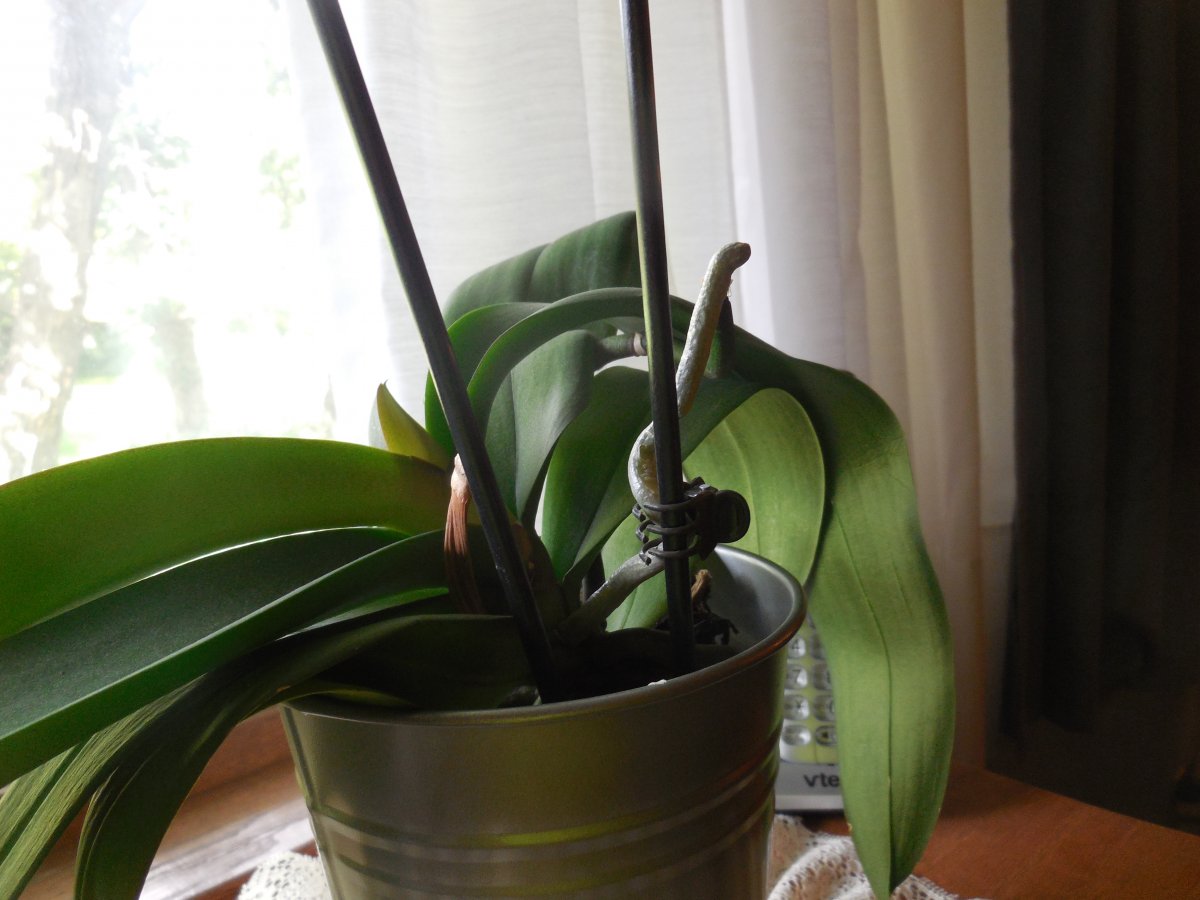 orchid stem.JPG