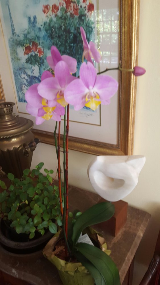 orchid1.jpg