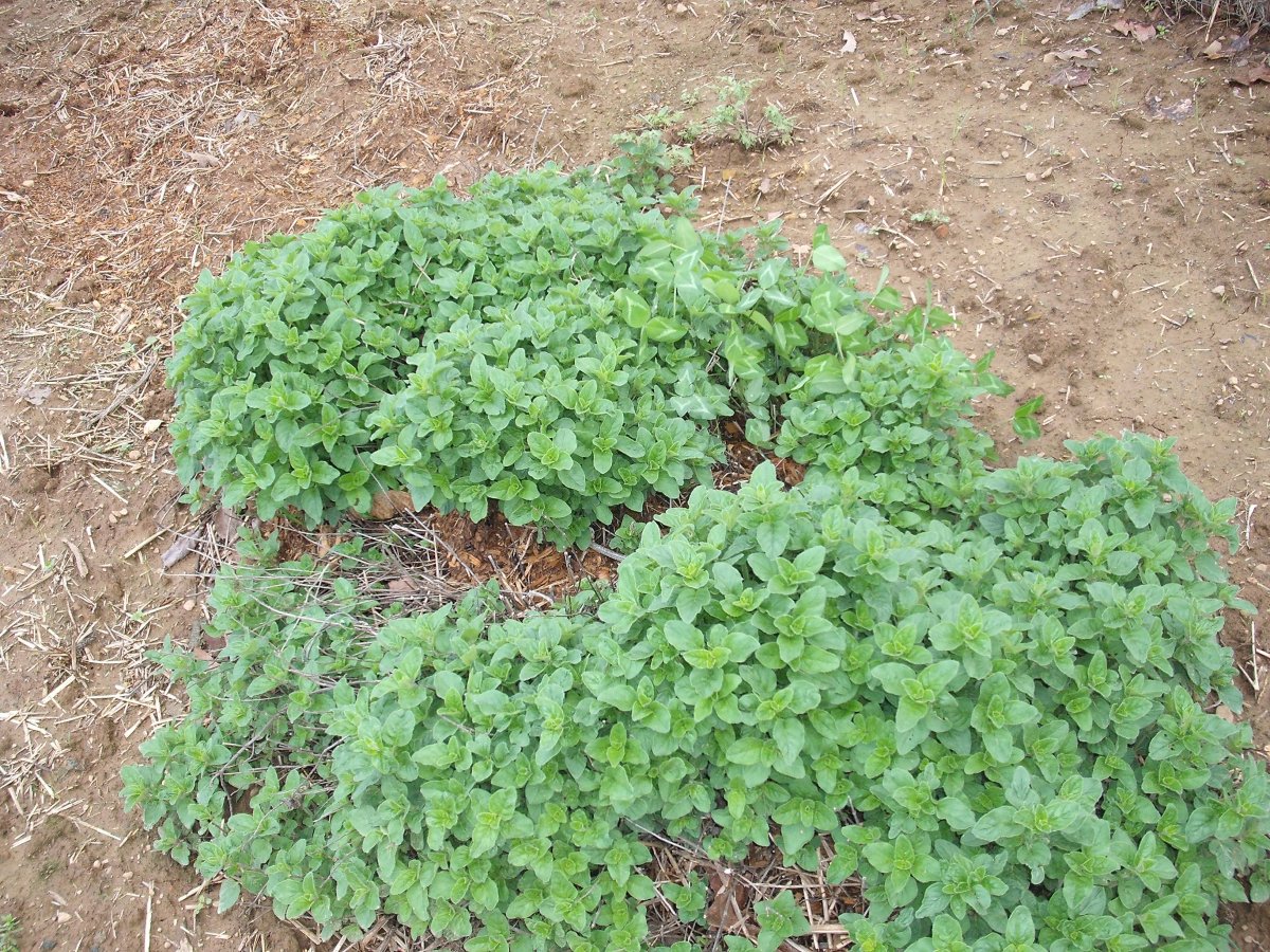 Oregano.JPG