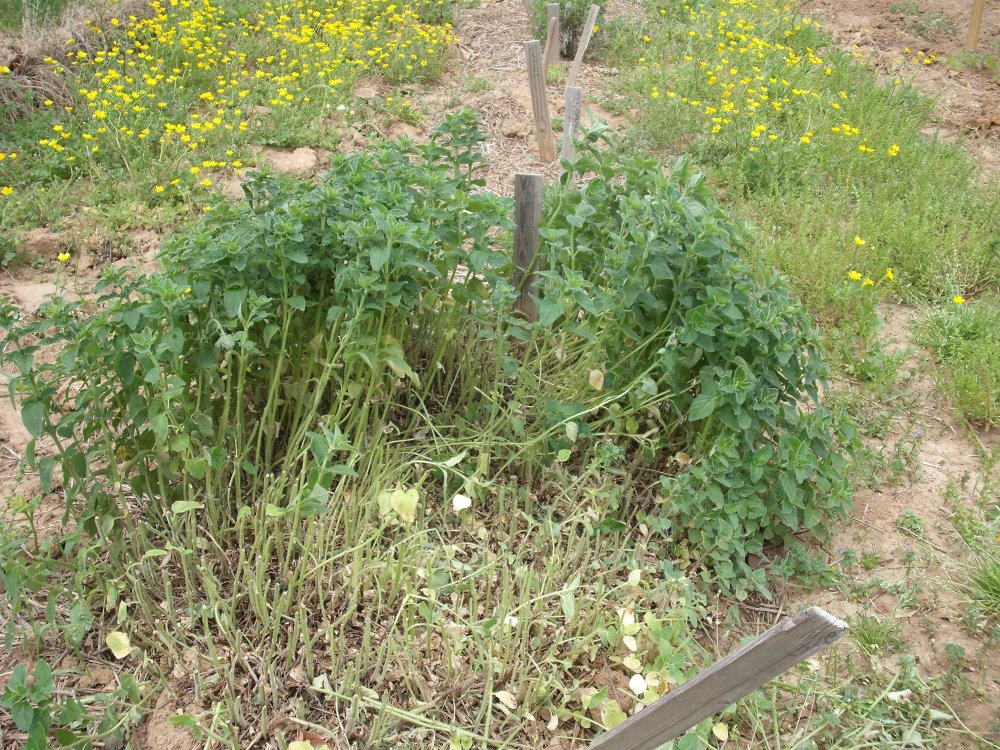 Oregano.JPG