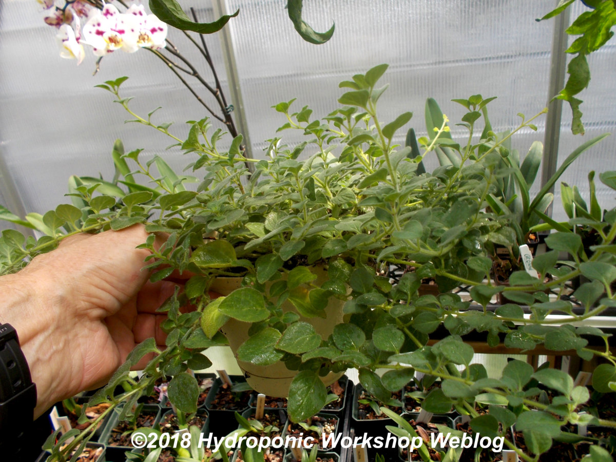 oregano.jpg
