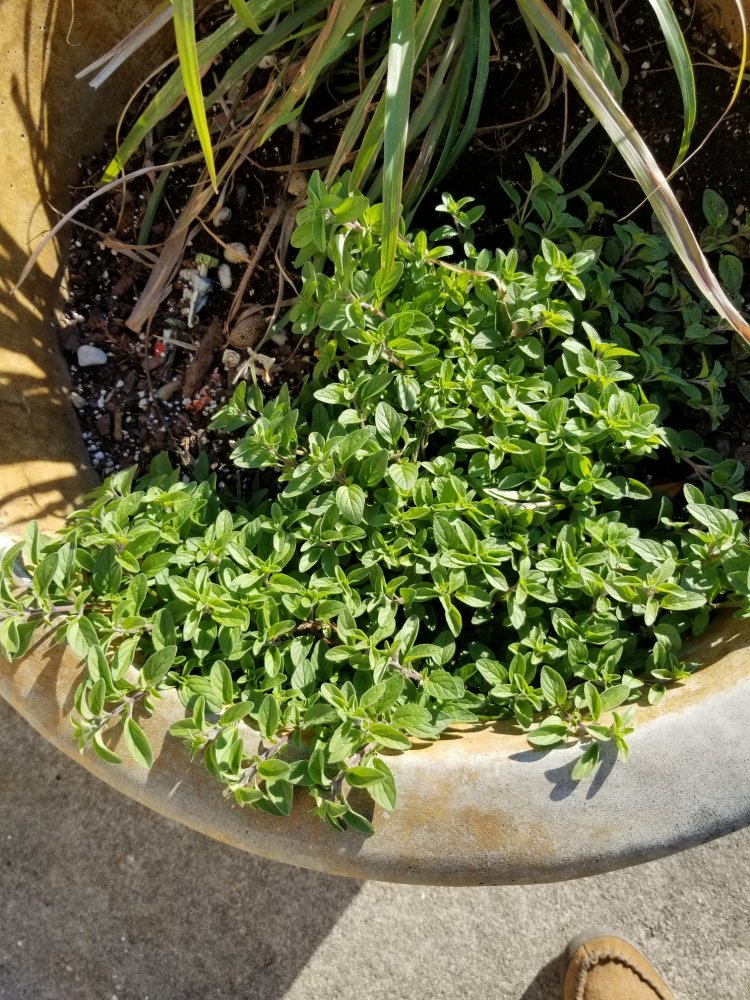 Oregano.jpg