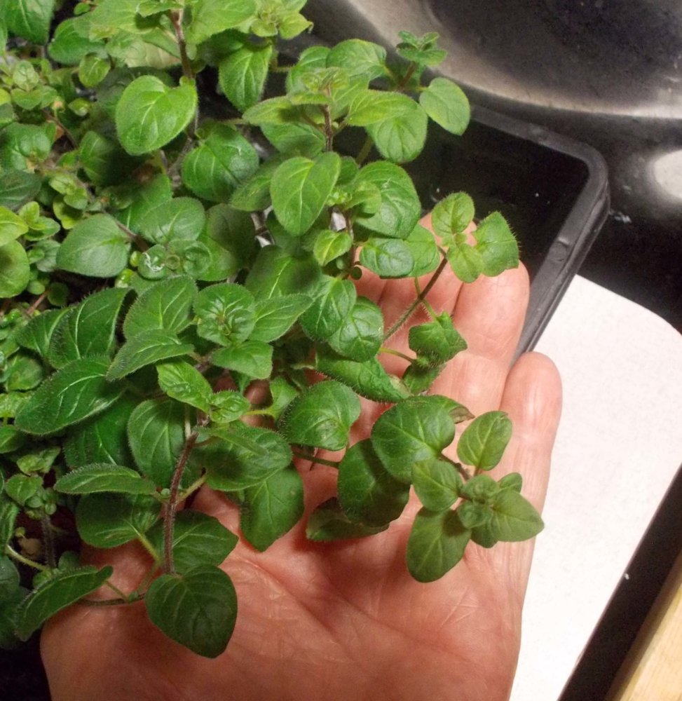oregano leaves.jpg