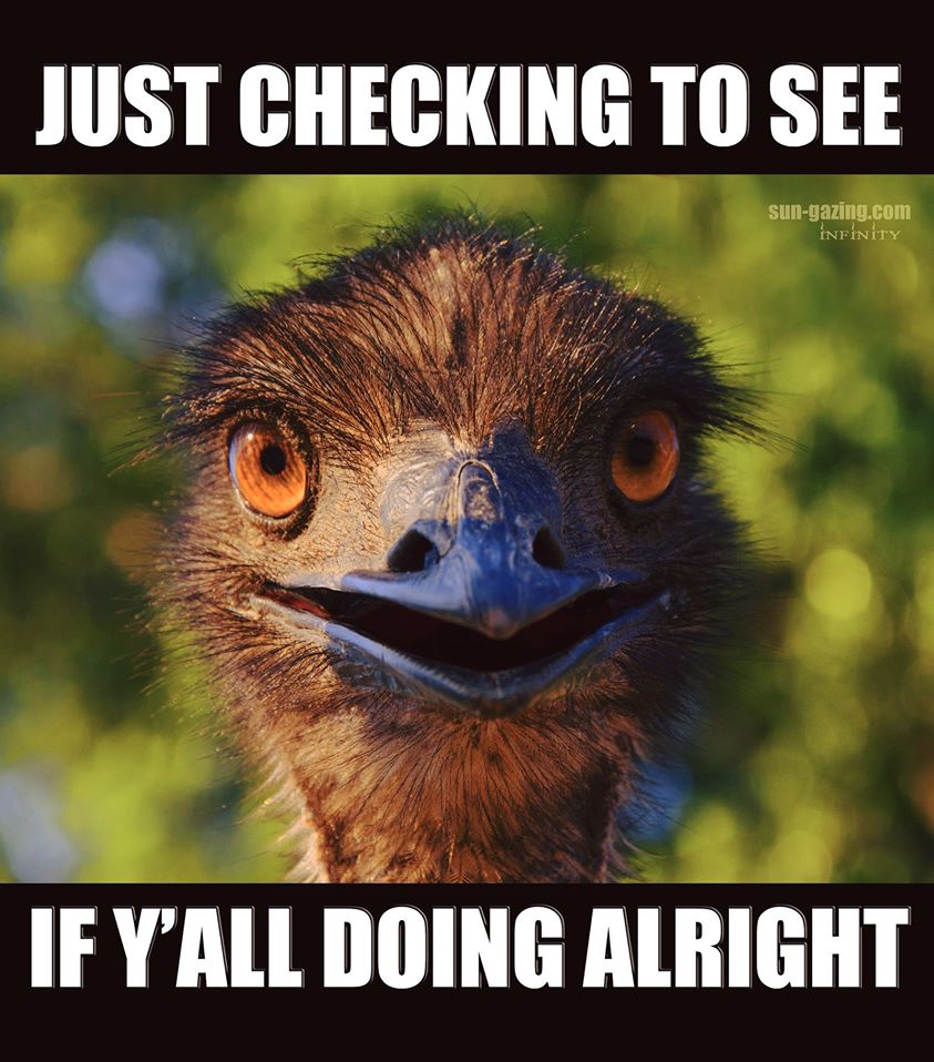 ostrich checking in.jpg