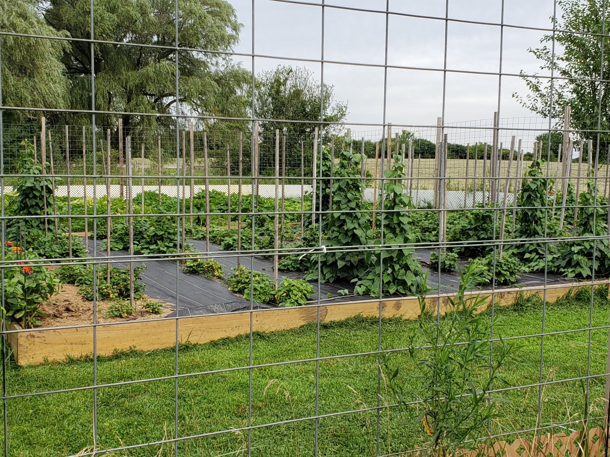 Outside The Cage July 30 2020 Looking SE.jpg