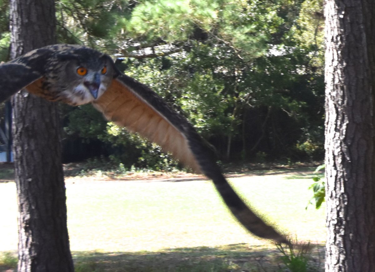owl close up teg.jpg