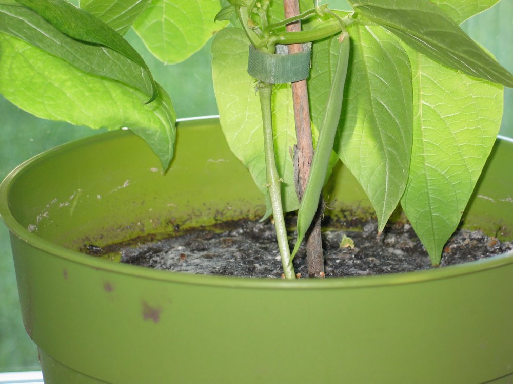 Owls Head Bean In Pot.JPG