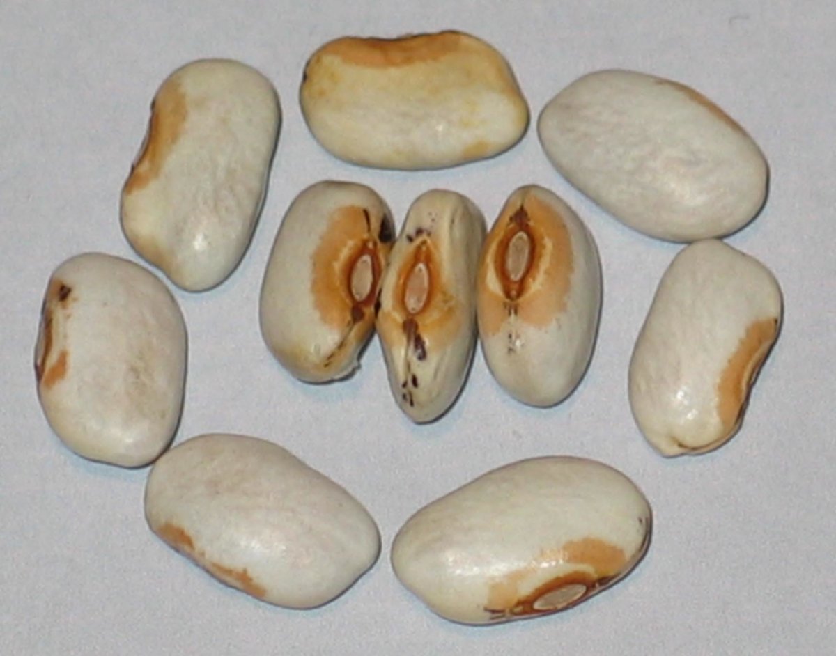 Ow's Head White-2018-13.jpg