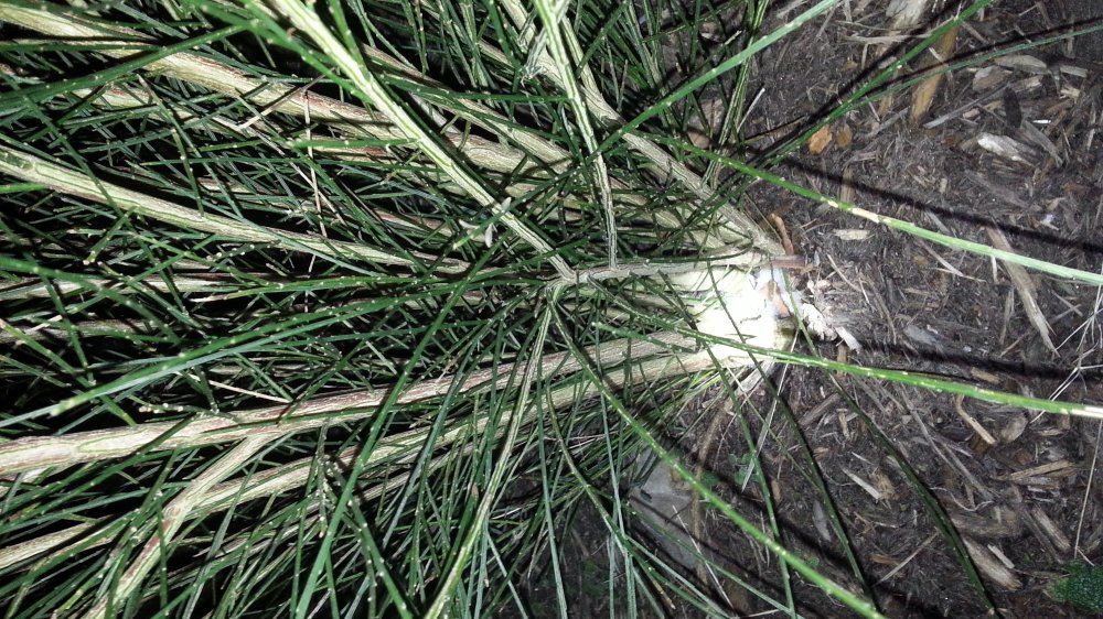 p1.jpg