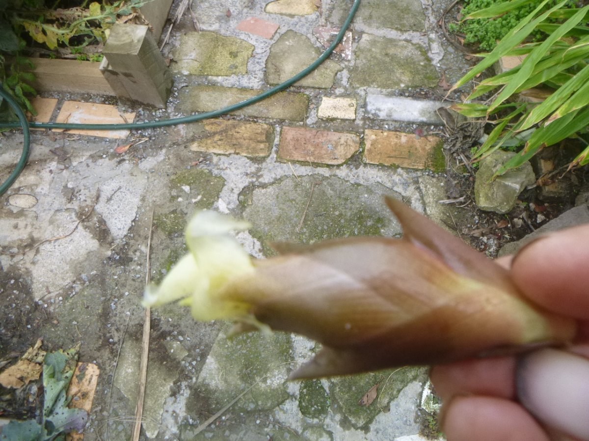 P1000192.JPG