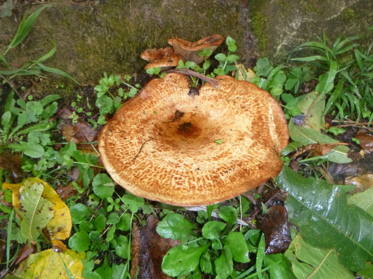 P1000265.JPG