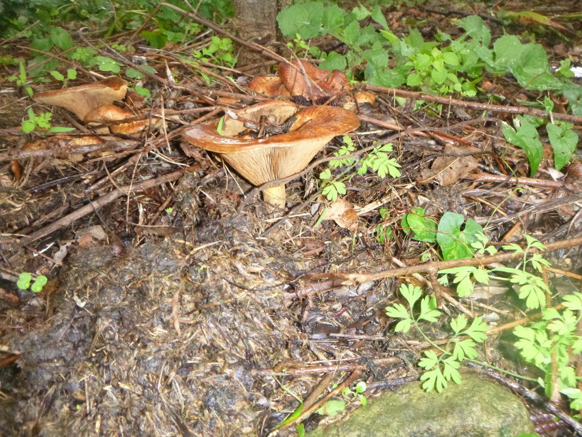 P1000266.JPG