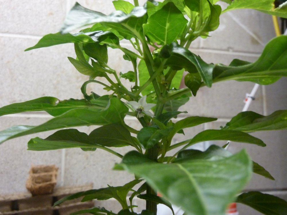 P1090431.JPG