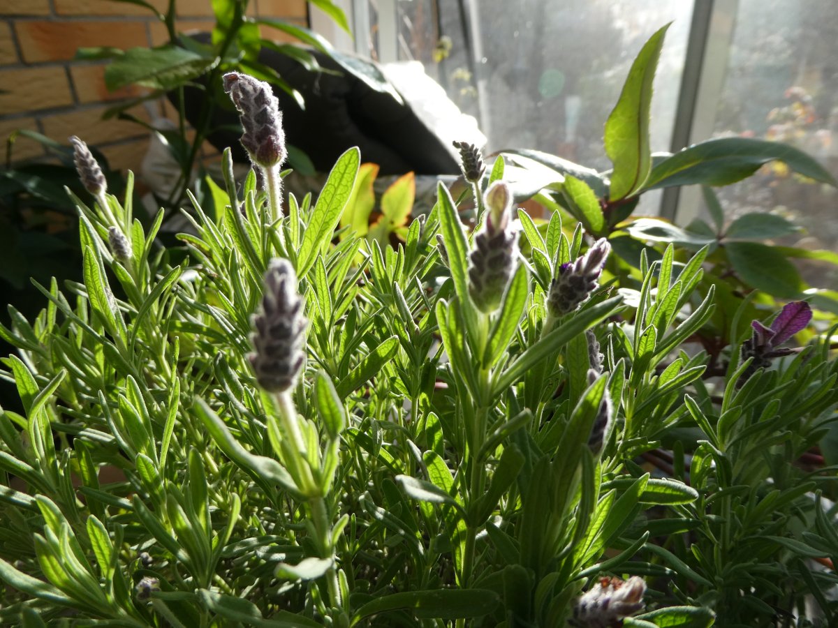 P1105162.JPG