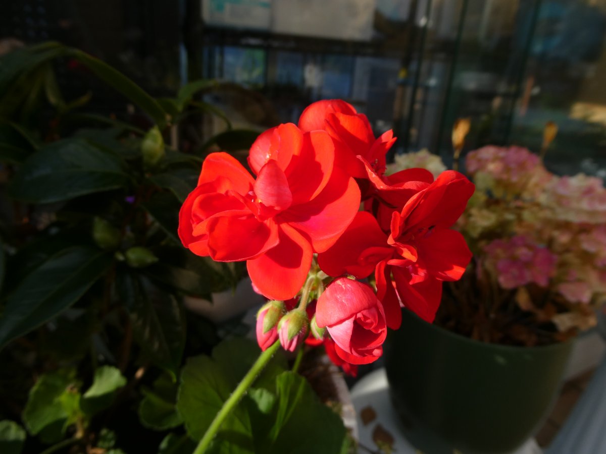 P1105166.JPG