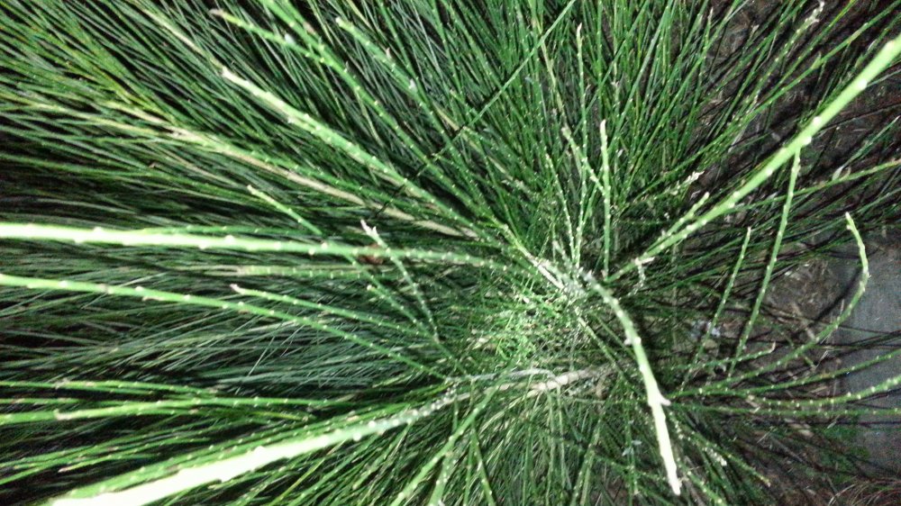 p2.jpg