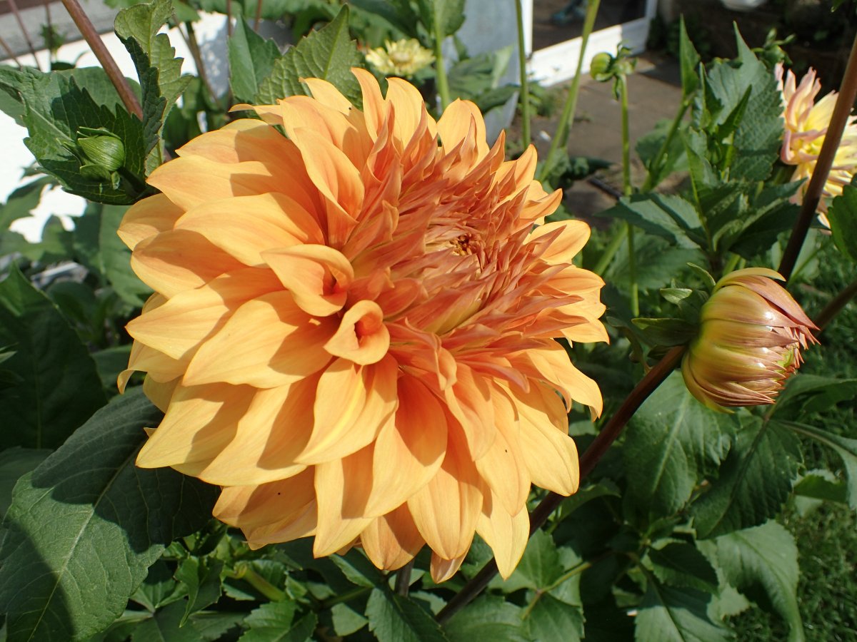 P9050051.JPG