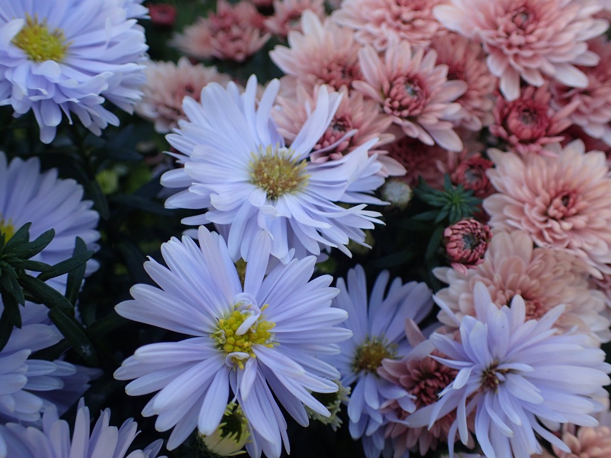 PA100618.JPG