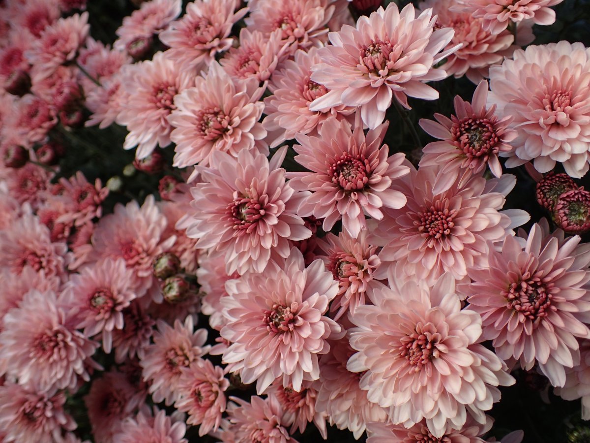 PA100619.JPG