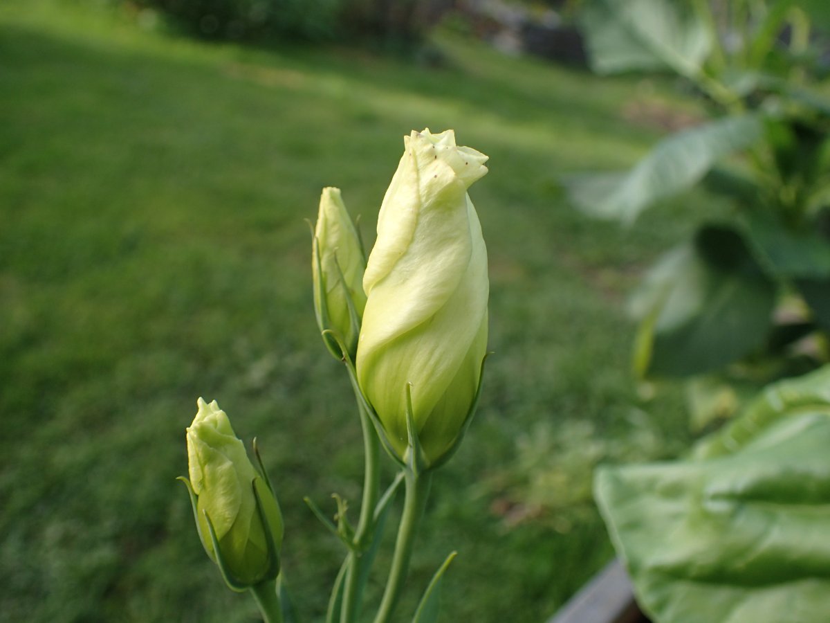 PA100633.JPG