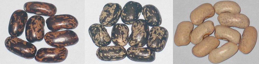 panel 1-black valentine outcross.jpg