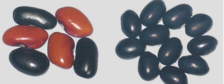 panel 17-ternser kidney outcross.jpg