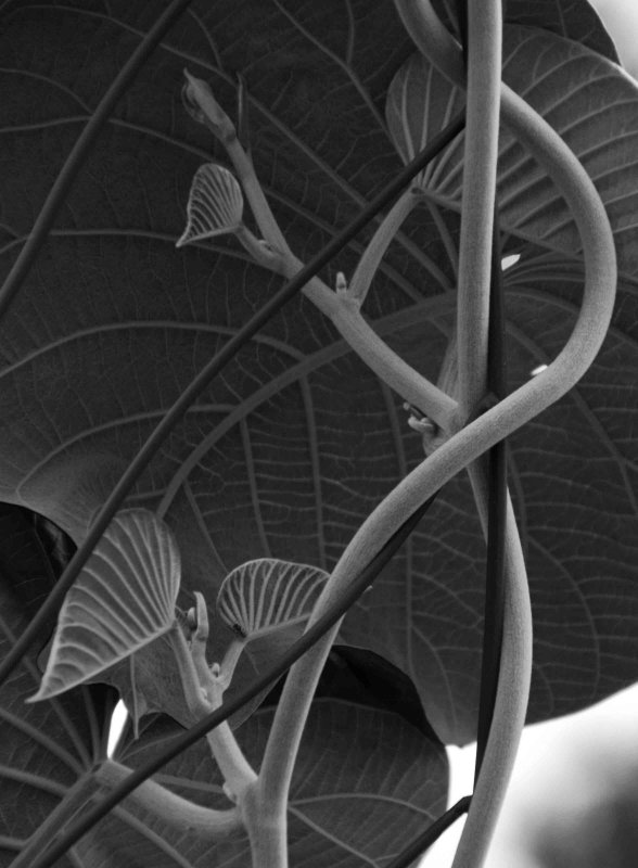 pap (39)bw.jpg