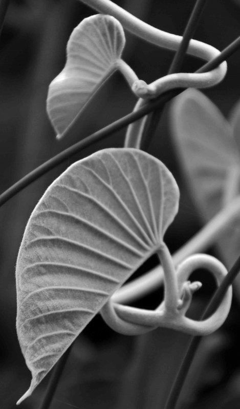 pap (41)bw.jpg