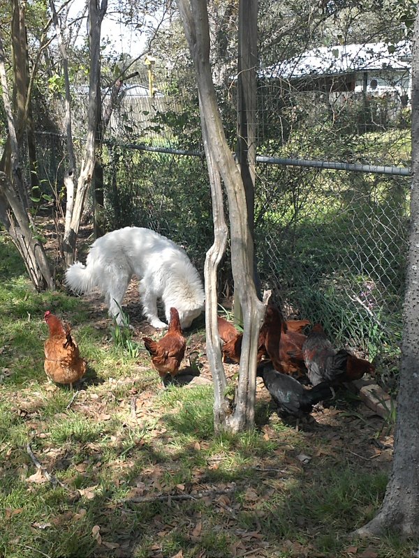 Paris and pullets.jpg